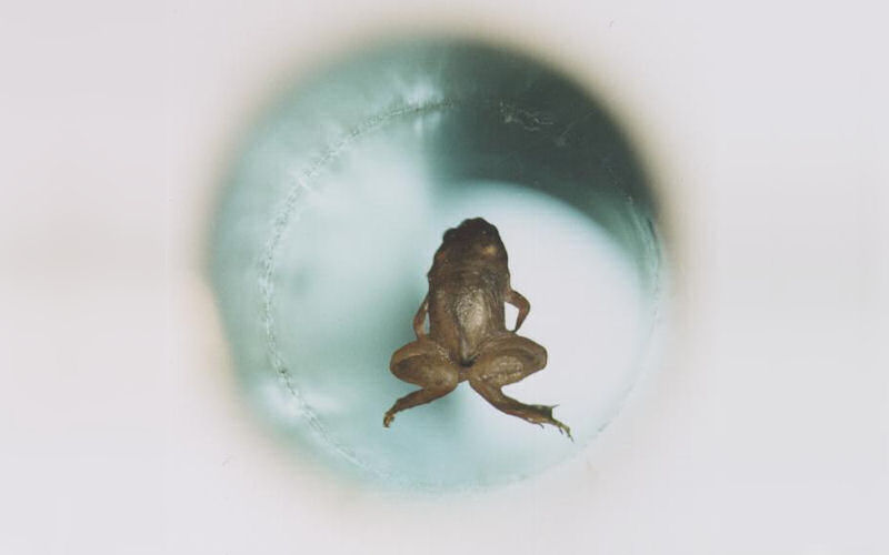 Image of a frog shown from above